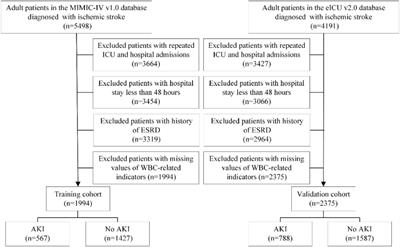 A novel risk model based on white blood cell-related biomarkers for acute kidney injury prediction in patients with ischemic stroke admitted to the intensive care unit